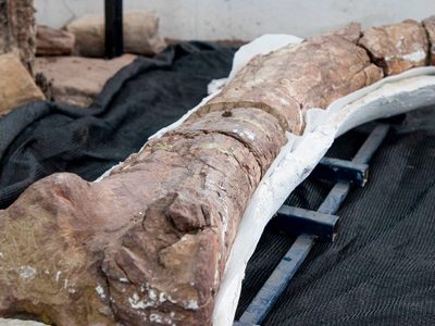 Presentaron en Villa El Chocón a Sidersaura marae, un nuevo hallazgo paleontológico