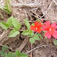 La planta que casi no tenés que cuidar y es perfecta para cubrir suelos con sus hermosas flores