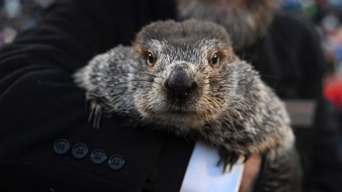 Punxsutawney Phil, este jueves en Pensilvania