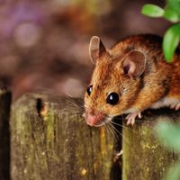 La planta mágica que ahuyenta y mantiene a las ratas lejos de tu casa