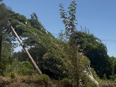 Riesgo latente: un árbol sobre el tendido eléctrico preocupa a los vecinos de Maipú