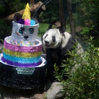 Muere en Chapultepec, Shuan Shuan, panda gigante más longeva de México; ayer celebró 35 años (Video)