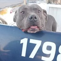 Un pitbull mordió a cinco personas en Centenario y fue capturado tras un intenso operativo policial
