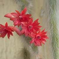 Se viene la primavera: así podés cuidar tu cactus Cola de mono y que esté rozagante en temporada