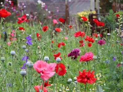 Las plantas ideales para crear una verdadera pradera en tu jardín esta primavera