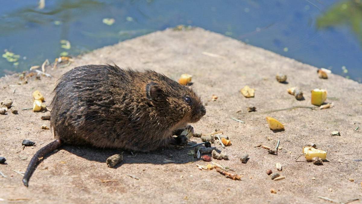 Ratas en Estados Unidos. Fuente: (Twitter)