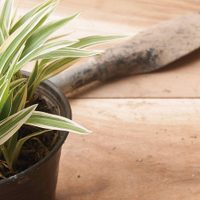 Buenas, bonitas y baratas: 3 plantas ideales para decorar tu casa y que son aptas para principiantes