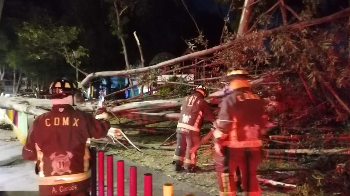 El viento tiró árboles y lonas durante la madrugada