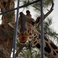 Jueza ordena trasladar a la jirafa Benito a Africam Safari de Puebla