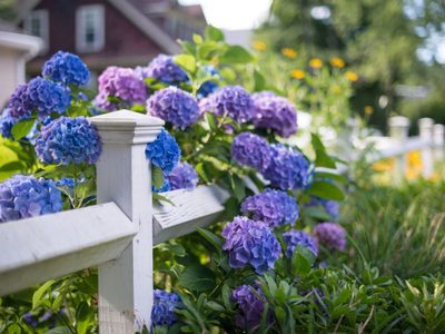 El secreto de los jardineros para que tu Hortensia florezca dos veces al año y de forma frondosa