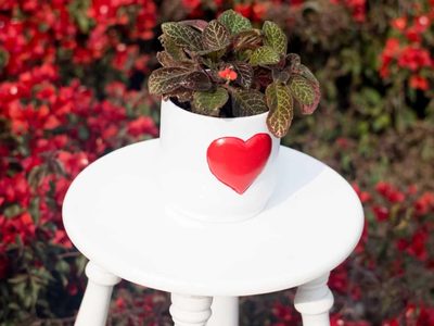 Una verdadera joya en tu jardín: cómo es la planta "de tercipelo" que todos quieren tocar