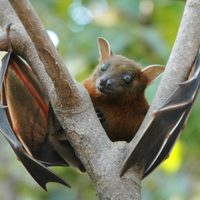 Un nuevo virus transmitido por murciélagos amenaza con propagarse en India