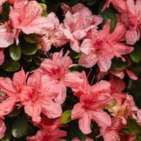 Cómo mantener intactas tus Azaleas durante el invierno: 2 consejos claves según los jardineros
