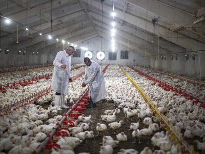 FAO insta a actuar de inmediato ante las nuevas variantes de la gripe aviar