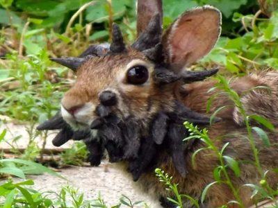 Papillomavirus: avistaron conejos con tentáculos en Colorado