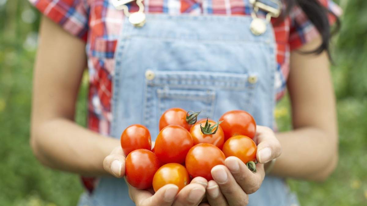 Tomates. Fuente: (Instagram)