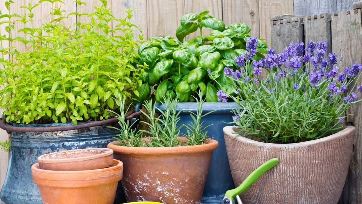 Plantas. Fuente: (X)