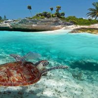 Ordenan suspender nado con tortugas en Bahía de Akumal, Quintana Roo