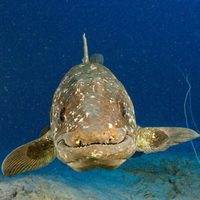 Importante descubrimiento: hallan un pez de cuatro patas en Madagascar