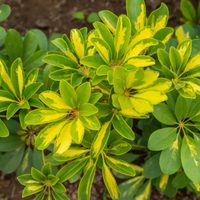 La planta "todoterreno" que tenés que tener en casa: fácil de cuidar, crece mucho y decora muy bien