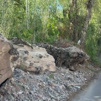 Luján de Cuyo: vecinos furiosos piden que saquen los troncos de la calle Vieytes