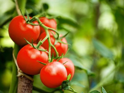 El secreto de los jardineros para cultivar tu propia planta de tomates en casa de forma muy fácil y en tiempo récord