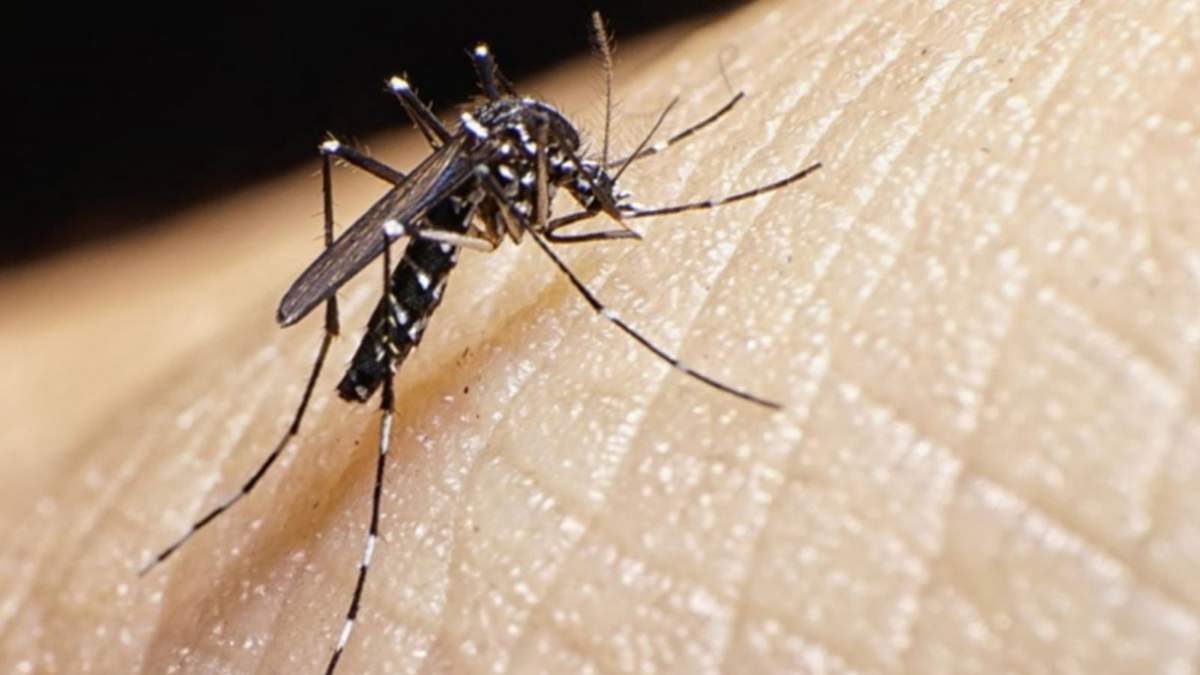 Mosquitos. Fuente: (X)