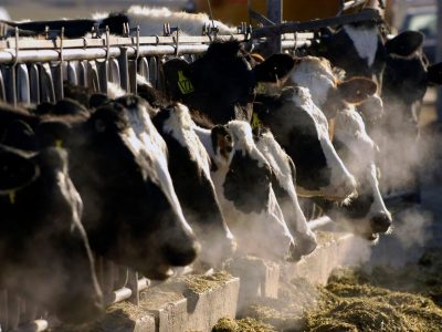 ¿Es seguro consumir leche y huevo? Gripe aviar se propaga a más animales de granja en EU
