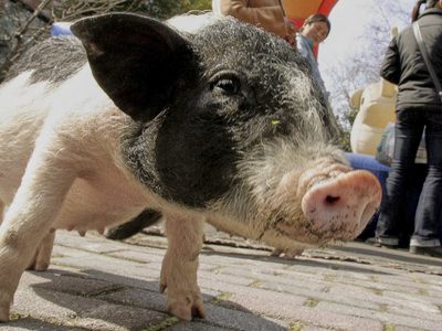 Investigadores chinos trasplantan con éxito un riñón de cerdo a un humano