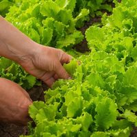 Ideas de plantas que son súper valiosas para tu huerta y podés sembrar en la temporada otoño-invierno