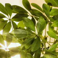 Schefflera, la planta eterna que se adapta a todo y crece perfecta en maceta o tierra, en interior y exterior
