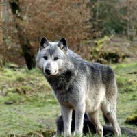 Niño de 18 meses es mordido por lobo en zoológico mientras sus padres usaban el celular