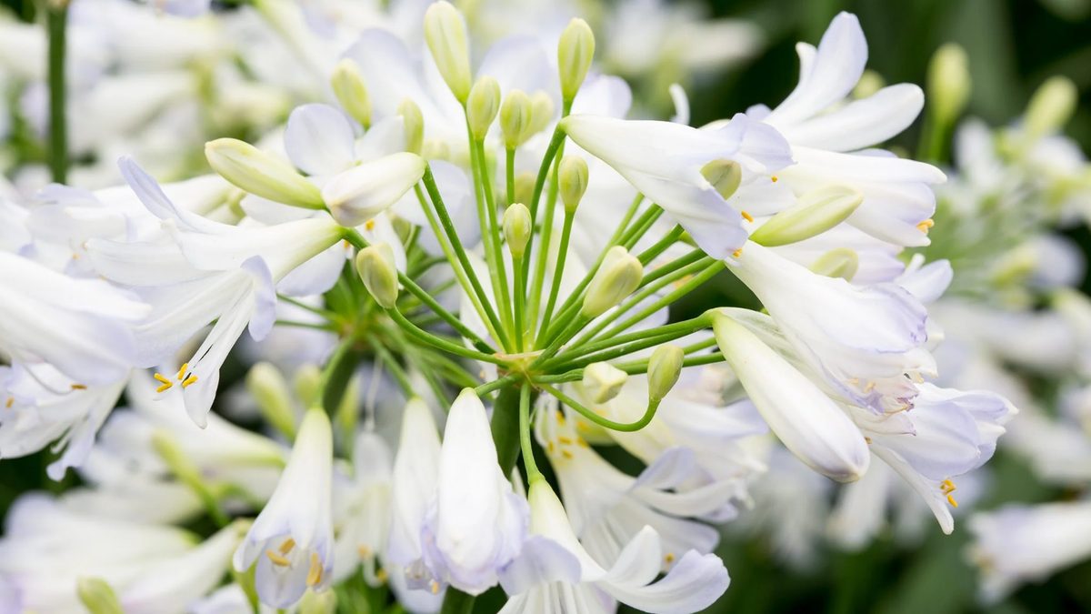 Agapanthus fireworks. Fuente: (Instagram)