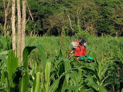 Llegó a 300 millones de dólares el valor de los plaguicidas ilegales usados en México en 2022: UMFFAAC