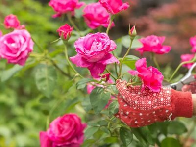 Sin gastar un peso: el truco para mantener tus Rosas sanas y hermosas durante todo el invierno