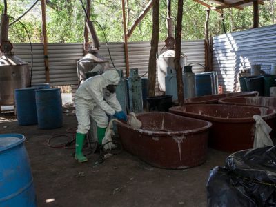 La pandemia no ha afectado la producción de opio en México: ONU