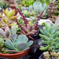 Cuál es el mejor remedio casero para que las suculentas crezcan más rápido