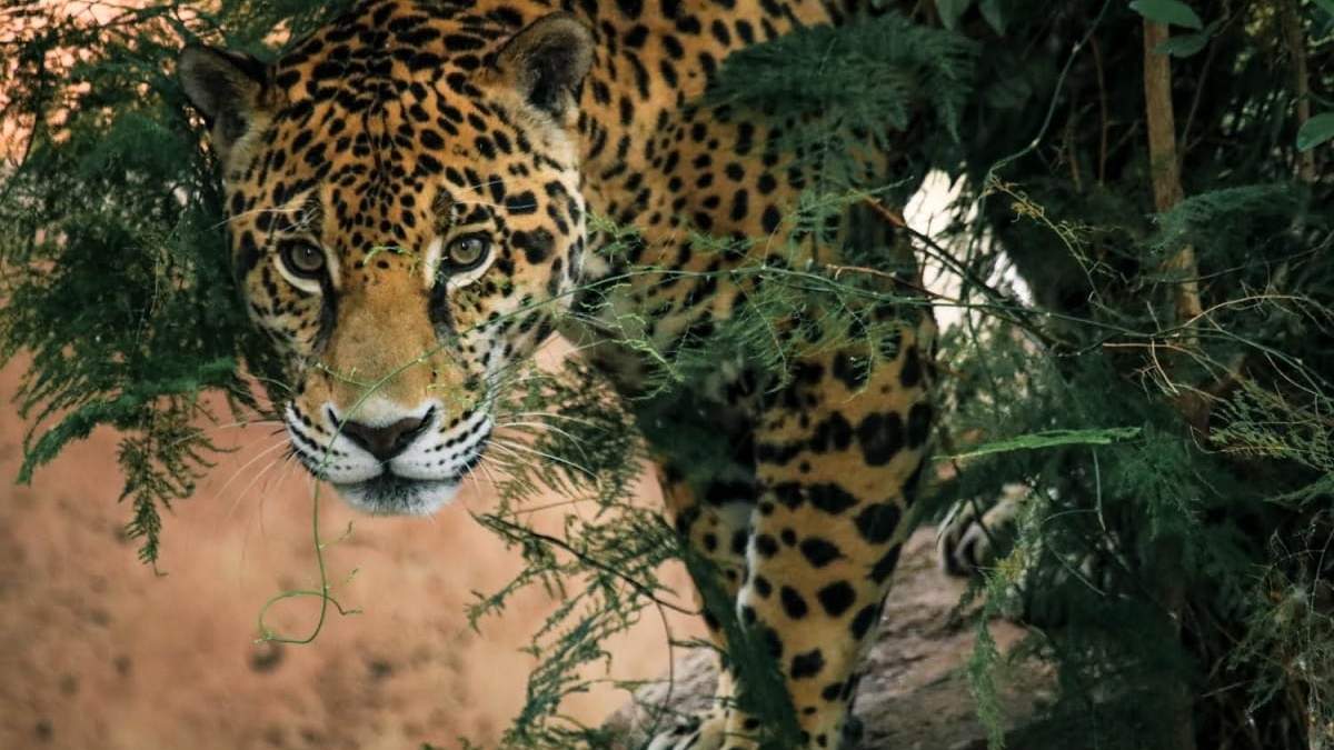 En 365 días, Tamaulipas avanza en salvaguardar recursos naturales y proteger a la flora y fauna