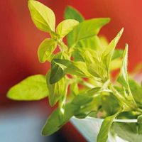 Conocé la planta de esta verdura tan fácil de conseguir en el supermercado y que podés cultivar rápidamente en casa