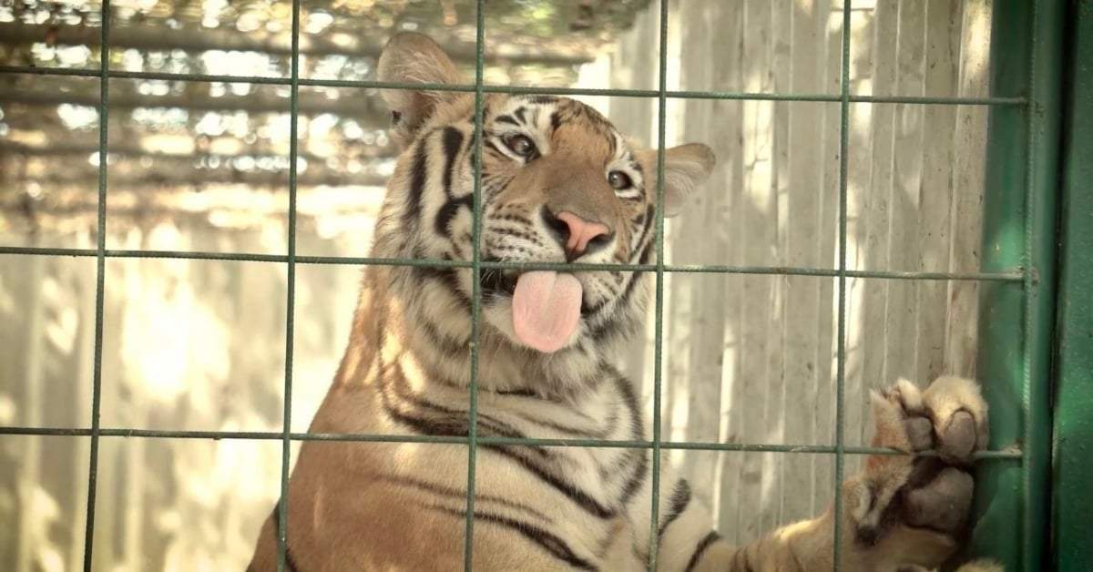 Uno de los tigres rescatados