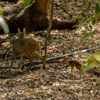 Reportan sobrepoblación de venados en reserva ecológica de El Zapotal; reubicarán a 150