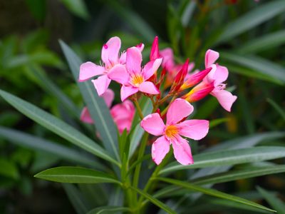 Atención, principiantes: las plantas más fáciles de cuidar y resistentes a las altas temperaturas de verano