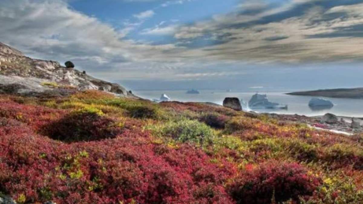 Tundra en Groenlandia