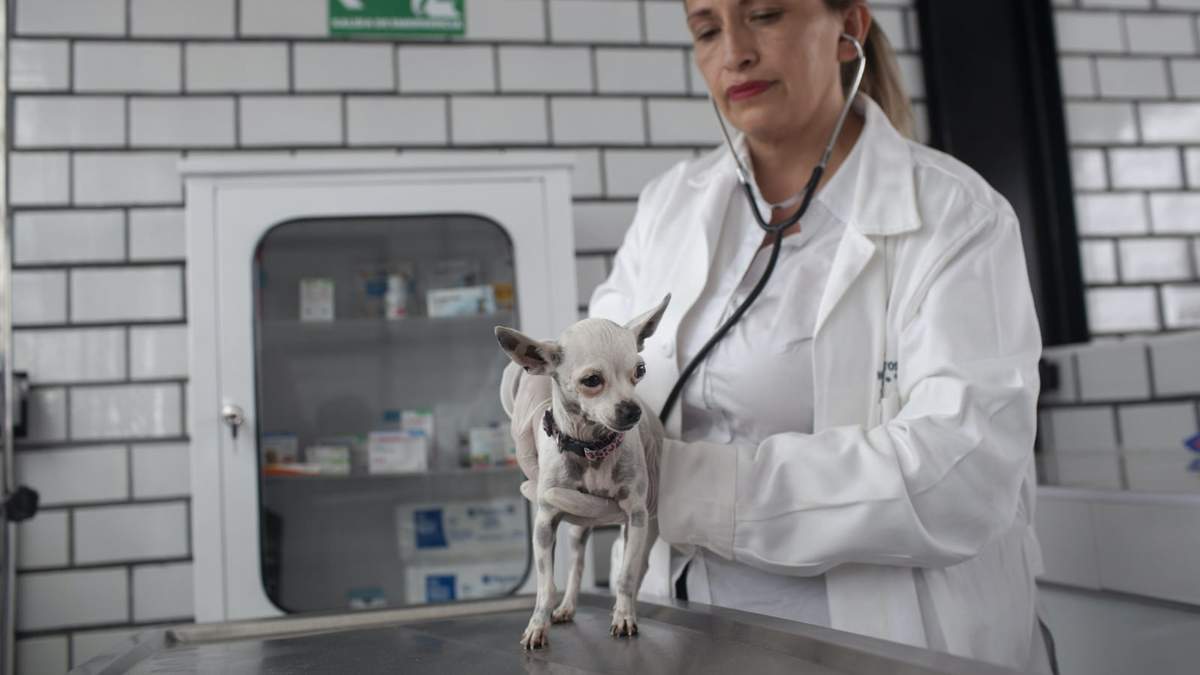 Servicios médicos para animales de compañía
