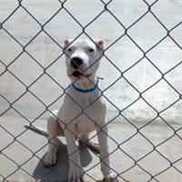 La Policía detuvo a dos hombres por crueldad en animales y rescató a un Dogo Argentino