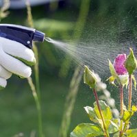 No gastés en fertilizante para tus plantas: prepará estos 2 caseros y sin gastar un peso