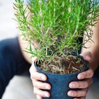 Si tu planta de Romero se está secando, aplicá este truco de los jardineros para salvarla y que vuelva a renacer