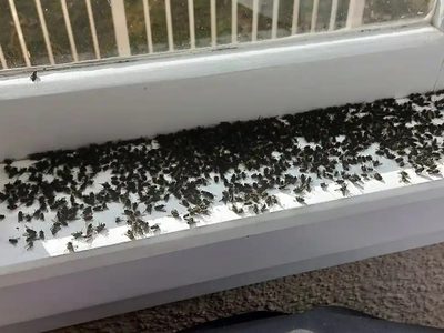 Nueva Zelanda enfrenta su peor plaga de moscas de racimo: por qué podrían volverse más frecuentes