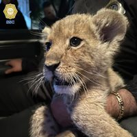 Una cachorra de león fue rescatada y detienen a tres sujetos que la golpeaban en Venustiano Carranza