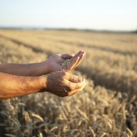 Federación Agraria: “La baja de retenciones no beneficia al campo chico"